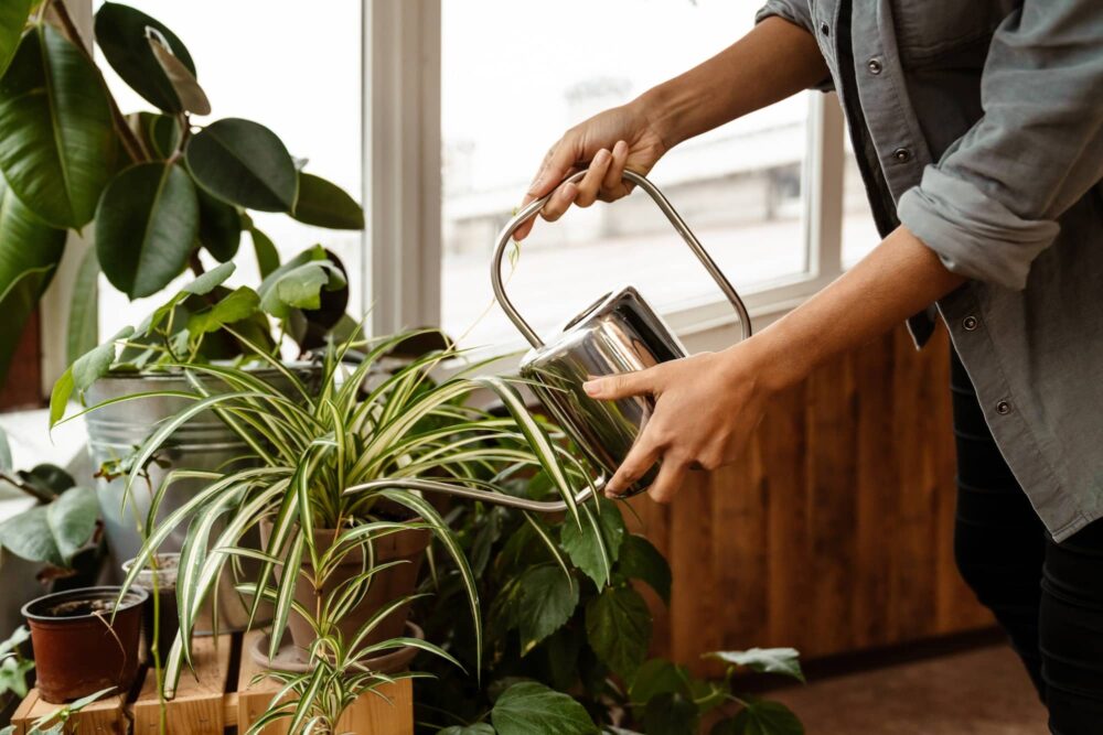 young black woman wearing shirt watering plants in home e1685521200771