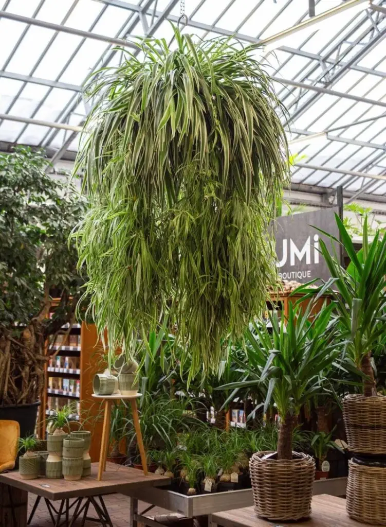 Grünlilie (Chlorophytum comosum)​