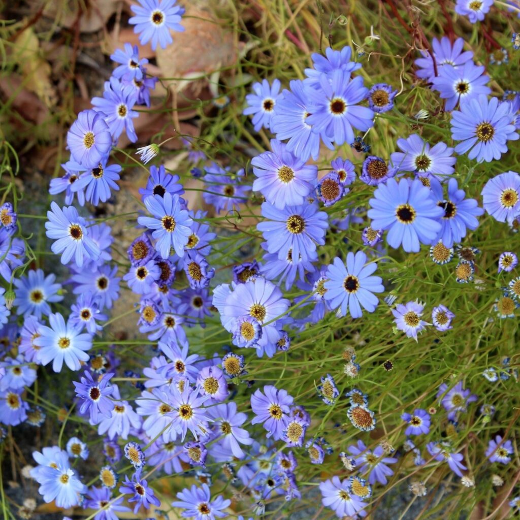 Iberis-blättriger Bauernsenf