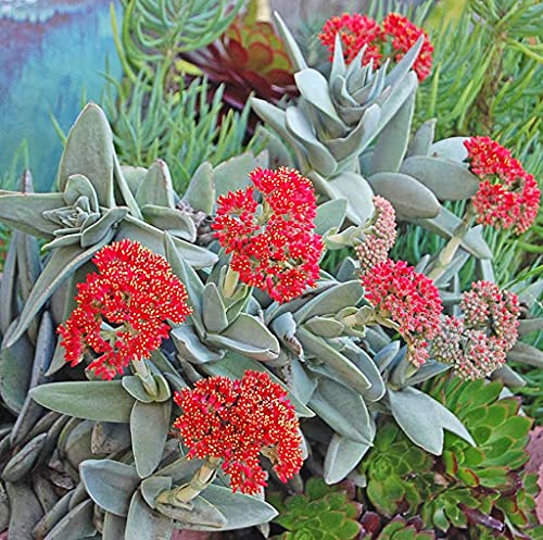 Dickblatt Crassula falcata (syn. Crassula perfoliata, Rochea falcata)​