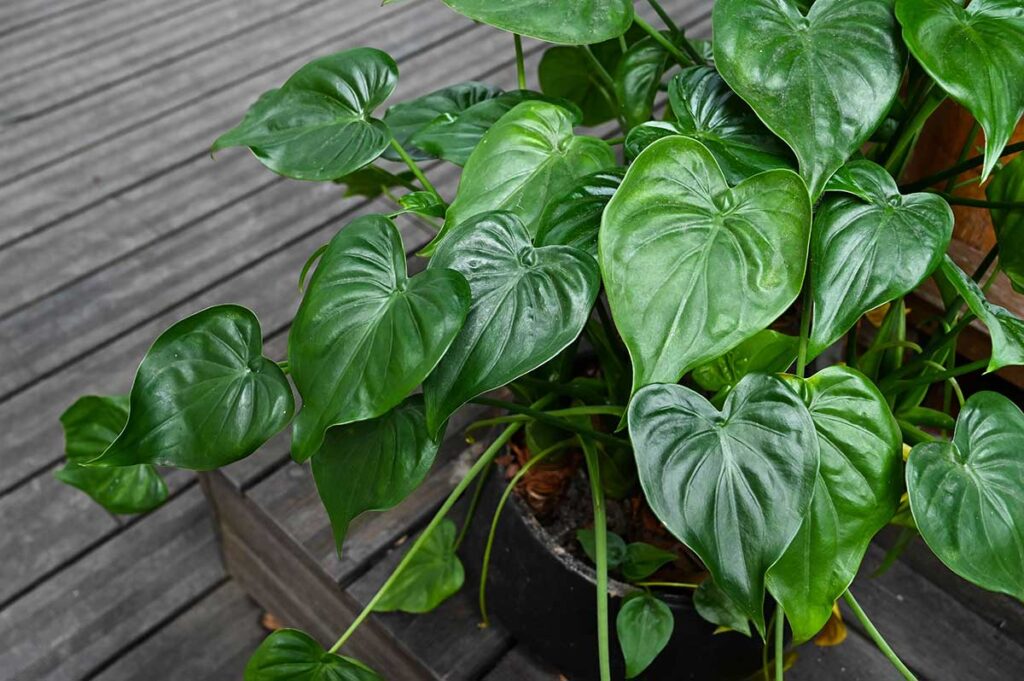 Alokasie (Alocasia)