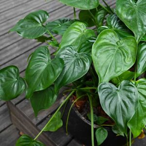 Alokasie (Alocasia)