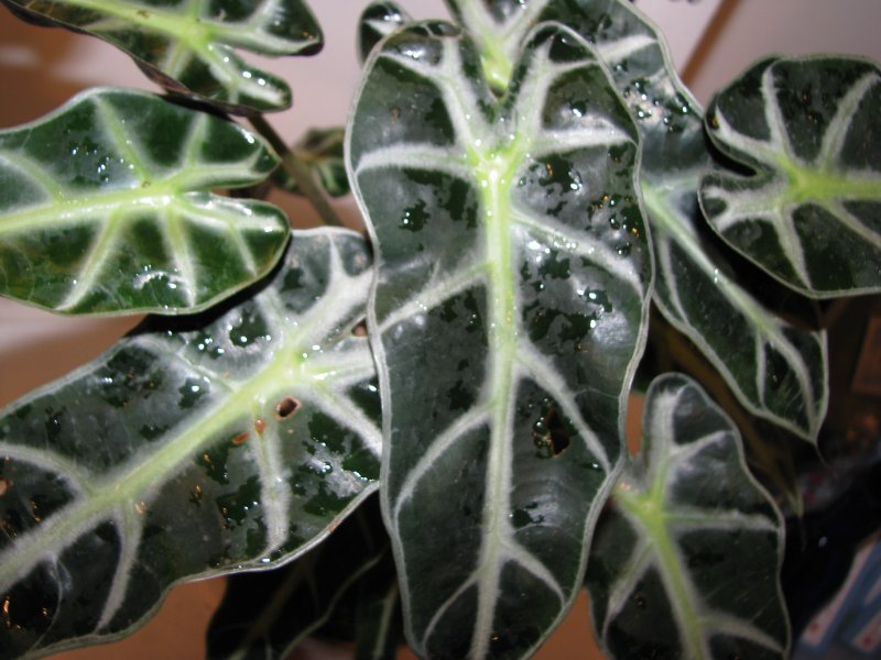 Amazoniaarum (Alocasia × amazonica)