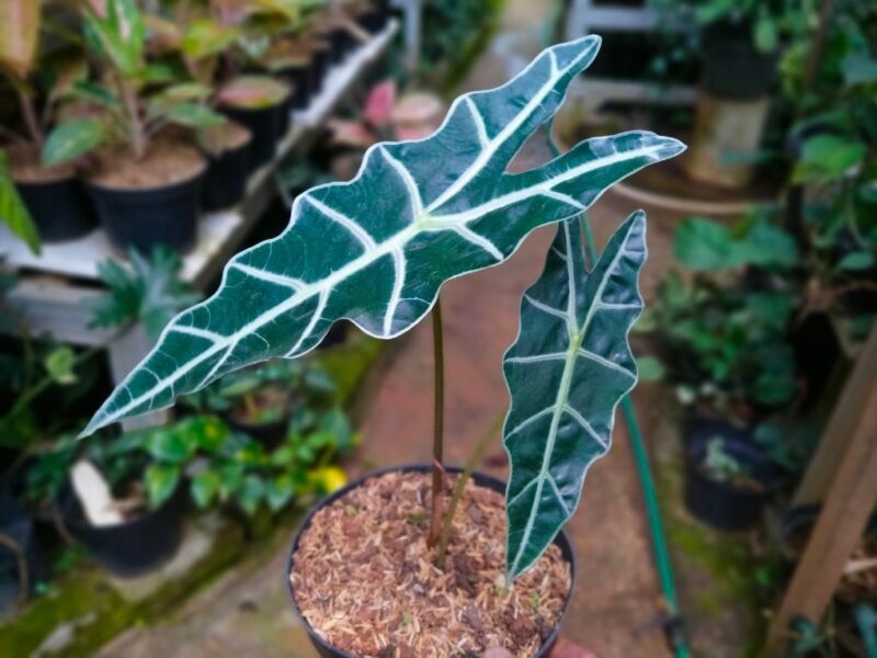 Alokasie Sorte 'Polly' (Alocasia amazonica 'Polly')