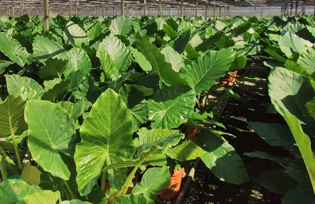 Großblättrige Alokasie (Alocasia macrorrhiza)