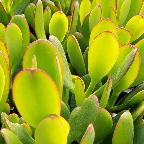 Dicht stehende gelbgrüne Blätter des Geldbaums (Crassula argentea, syn. Crassula ovata) mit rot abgesetztem Blattrand