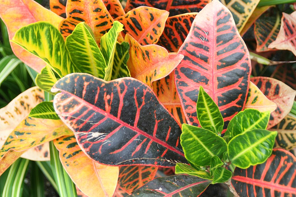 Kroton (Codiaeum variegatum var. pictum)​