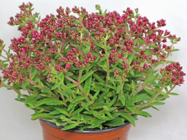 Crassula schmidtii als dichtes Polster im Topf mit schmalen Blättern und zahlreichen karminroten Blütenknospen