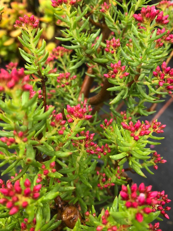 Dickblatt Crassula sarcocaulis​