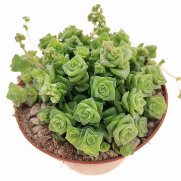 Crassula socialis im Topf mit dicht gedrängten kleinen Blattrosetten und winzigen weißen Blüten