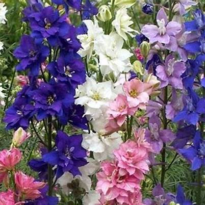 Rittersporn (Delphinium ajacis)