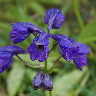 Rittersporn (Delphinium cashmerianum)