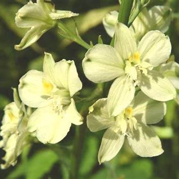 Rittersporn (Delphinium semibarbatum)