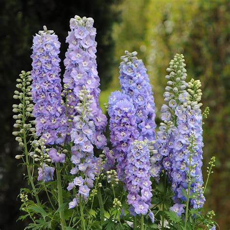 Rittersporn (Delphinium), Feldrittersporn