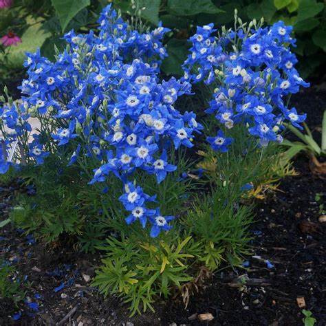 Großblütiger Rittersporn (Delphinium grandiflorum)