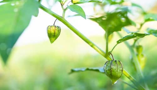 Physalis Anbau