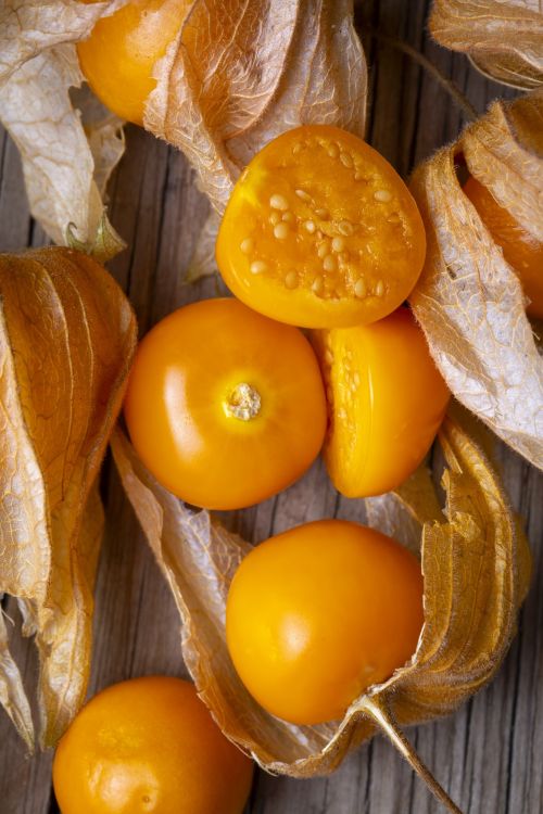 Physalis