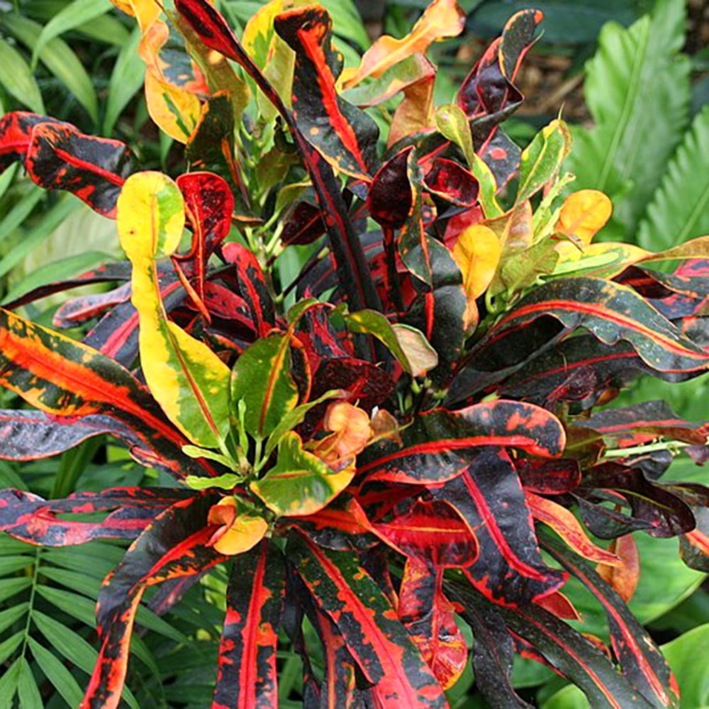 Kroton (Codiaeum variegatum var. pictum)​