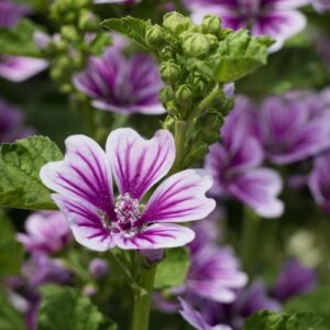 Allerlei im Garten