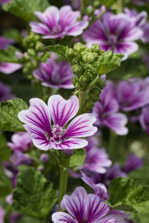Allerlei im Garten
