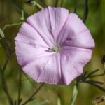 Rosa Trichterblüte der Malvenblättrigen Winde (Convolvulus althaeoides)