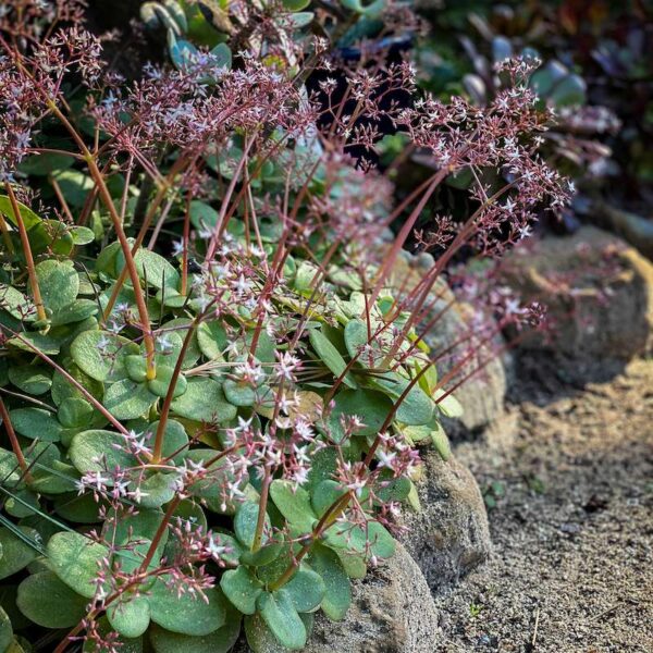 Crassula multicava als niedriger Teppich mit rundlichen Blättern und zartrosa Sternblüten an rötlichen Stielen über einer Mauer
