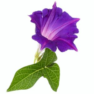 Ackerwinde