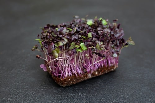 frische Microgreens in Nahaufnahme - violettes Radieschen