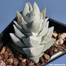 Dickblatt Crassula deceptrix​