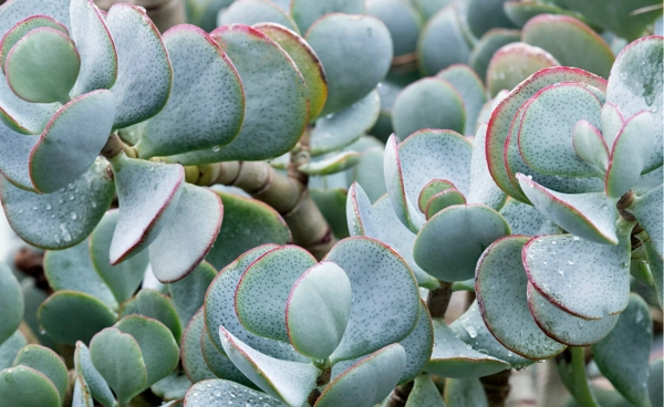 Dickblatt Crassula arborescens ​