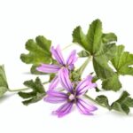 Blüten und Blätter der Wilden Malve (Malva sylvestris) vor weißem Hintergrund