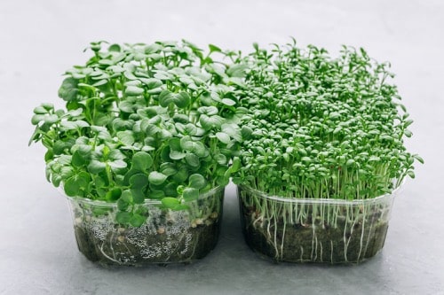 Microgreens in Kunststoff-Anzuchtbehältern