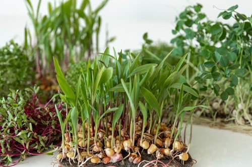 Samen und Wurzeln Microgreens