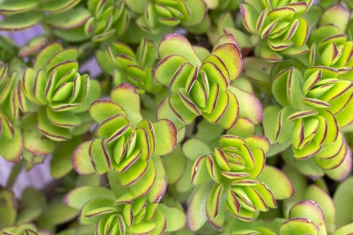 Nahaufnahme der fleischigen hellgrünen Blätter eines Geldbaums (Crassula ovata) mit rot gefärbten Blatträndern