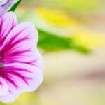 Nahaufnahme einer rosa-violett geaderten Malvenblüte