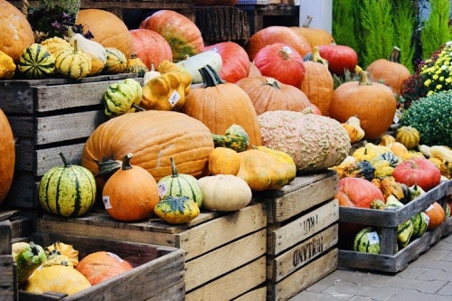 Kürbisse im Gartenshop