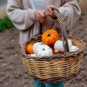 Weidenkorb voller kleiner orangefarbener und weißer Kürbisse