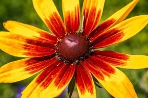 Schwarzäugige Susanne Blüte aus der Nähe
