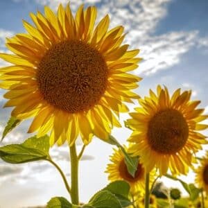 Sonnenblume unter freiem Himmel