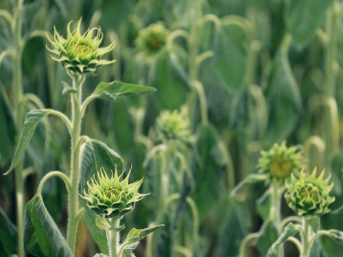 Sonnenblume vor der Blüte