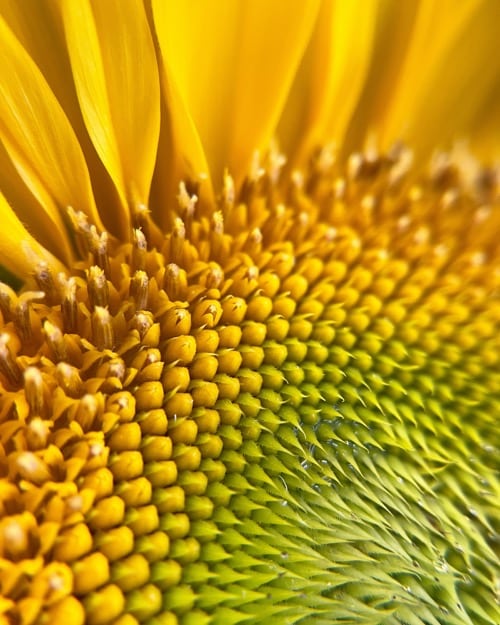Detail der Sonnenblumenblüte