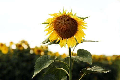 Sonnenblume in der Natur