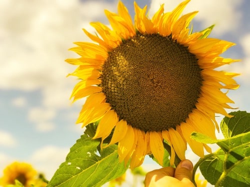 Sonnenblumenblüte