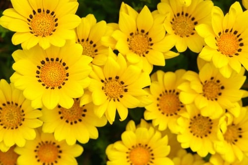Geäugte Gazanie (Gazania rigens) mit gelben Blüten und dunklem Fleck am Grund der Zungenblüten