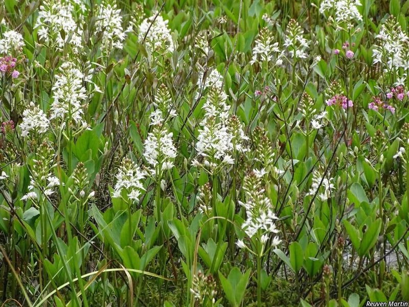 Bitterklee