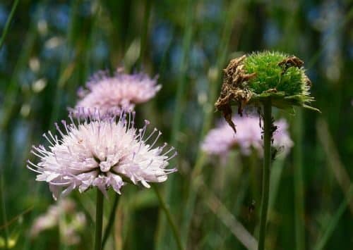 Skabiose mit charakteristischen spitzen Blättern und rosa Blüte