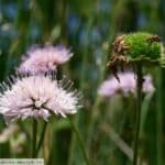 Blassrosa Witwenblumen und ein verblühter Fruchtstand auf einer Sommerwiese