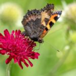 Blutrote Blüte der Mazedonischen Witwenblume