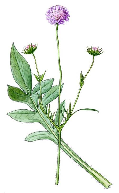 Acker-Witwenblume mit kleinen weißen Blüten und grünen Blättern
