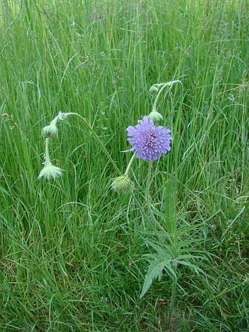 Acker-Witwenblume
